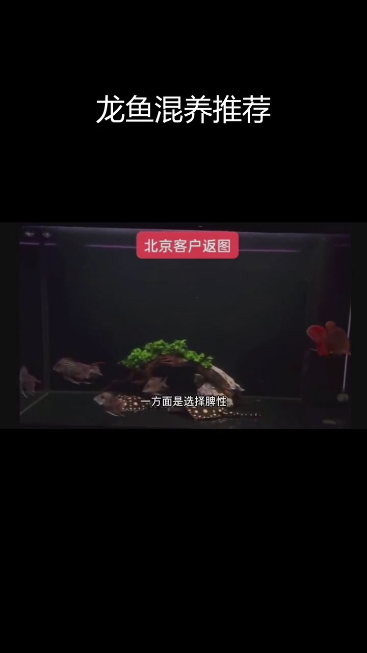 龙鱼混养技巧:如何避免打架