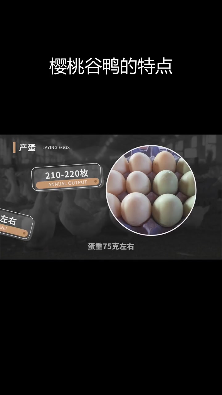 樱桃谷鸭:全球最受欢迎的瘦肉型鸭子