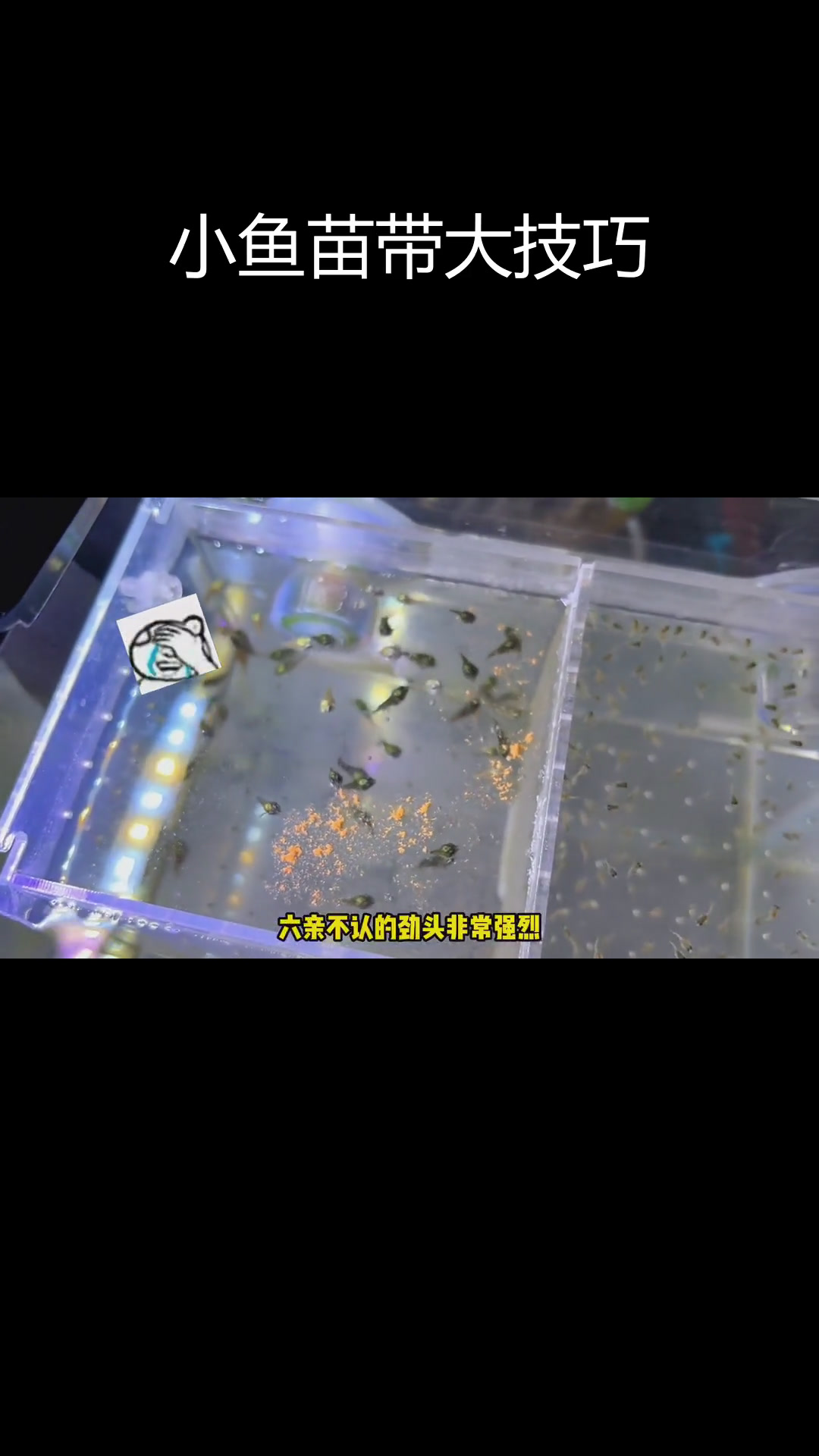 迷你鹦鹉鱼小鱼苗如何安全长大?