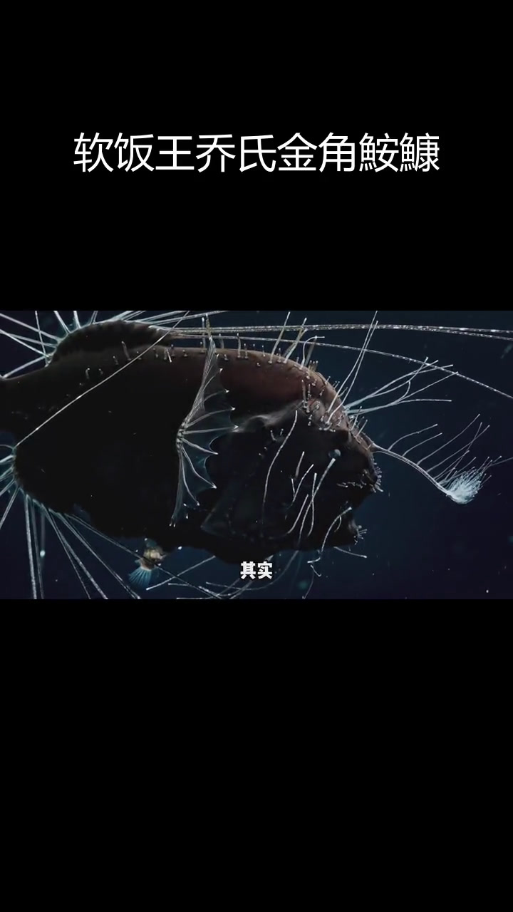 深海中的寄生关系:雌鱼与雄鱼的共生