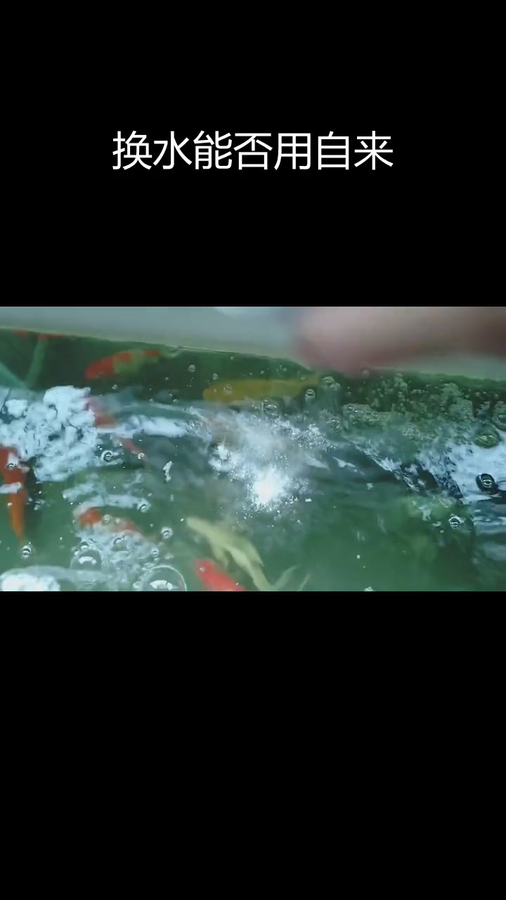 鱼缸换水能直接加自来水吗?