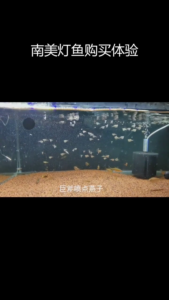 上海南美灯鱼选购记:皇后凯丽与超级红魔鬼