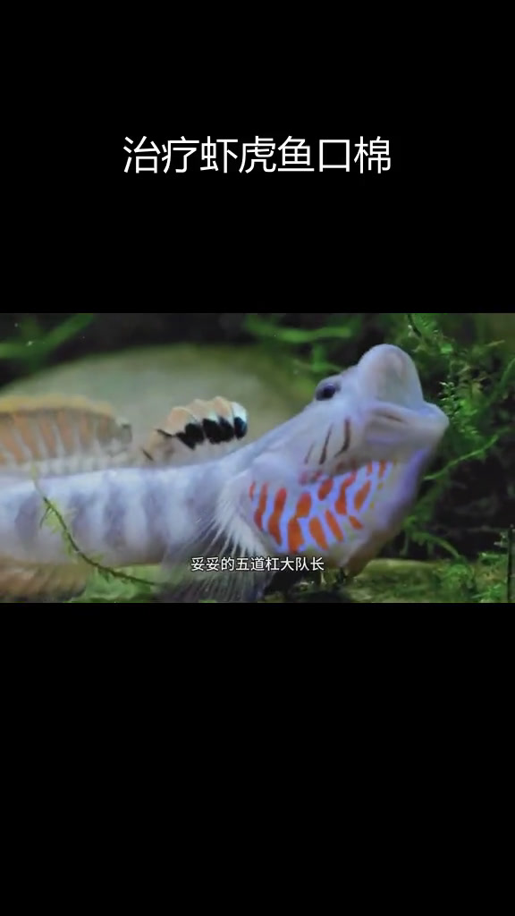 广西百色溪吻虾虎鱼治疗口棉全过程