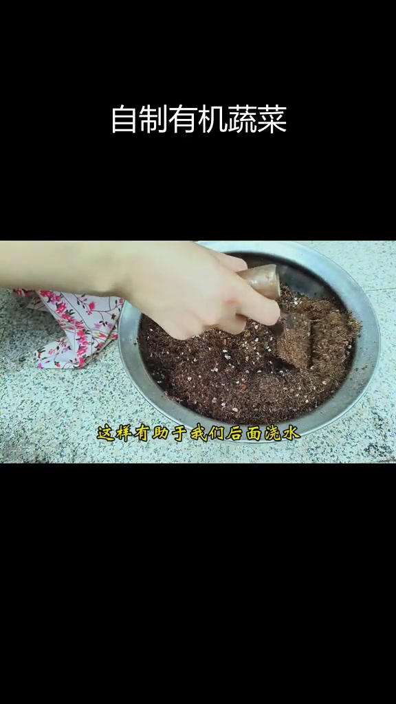 家庭盆栽小青菜种植全攻略