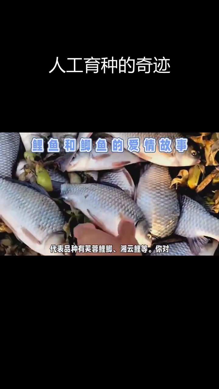 鲫鱼鲤鱼杂交种揭秘