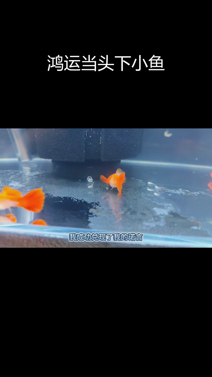 刚入缸的鸿运当头孔雀鱼产仔了