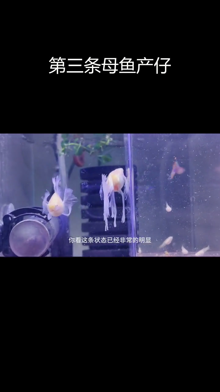 蓝白大C孔雀鱼生产意外,半个月后第三条母鱼顺利生小鱼