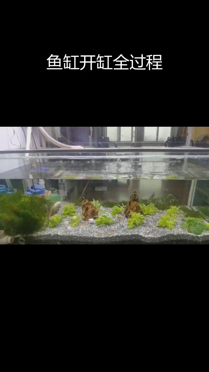 孔雀鱼缸翻新与造景,清洗底沙重新养水