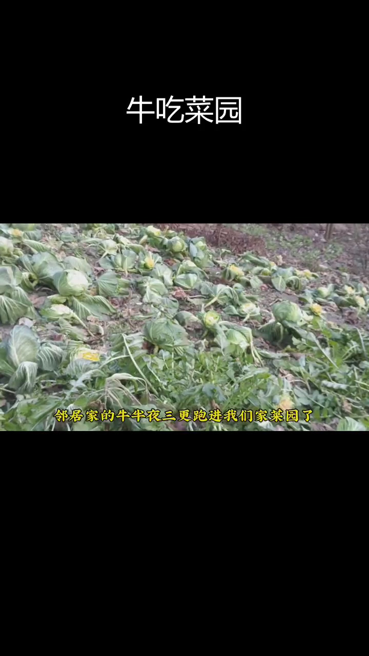 牛闯菜园子,蔬菜遭破坏
