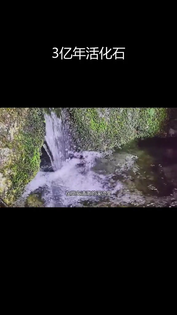 高原深溪中的古老生物:山溪鲵的神秘生活