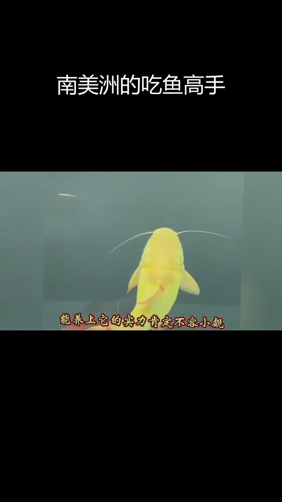 招财猫鱼:南美巨型食肉兽