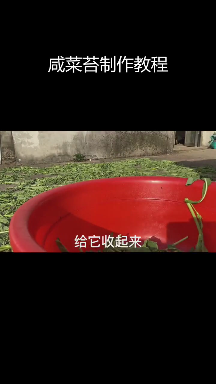 用盐腌菜苔,简单小菜做法