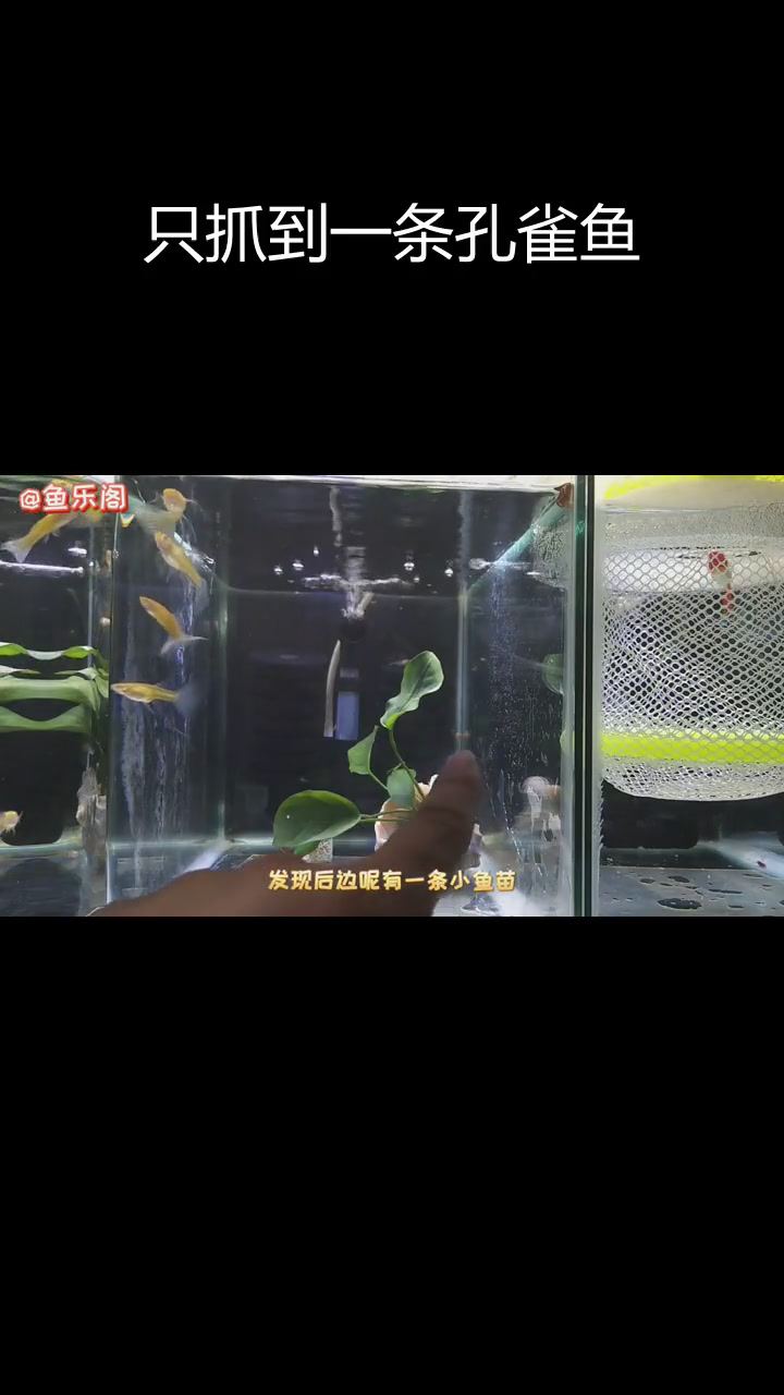 缎带孔雀鱼苗稀少,仅抓到一条