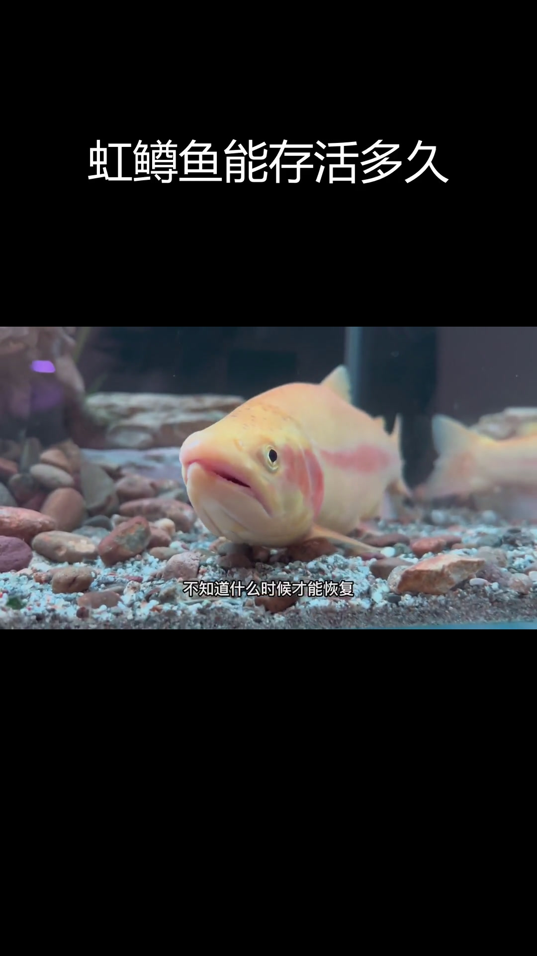 这条虹鳟鱼竟然活了一周,养还是不养?