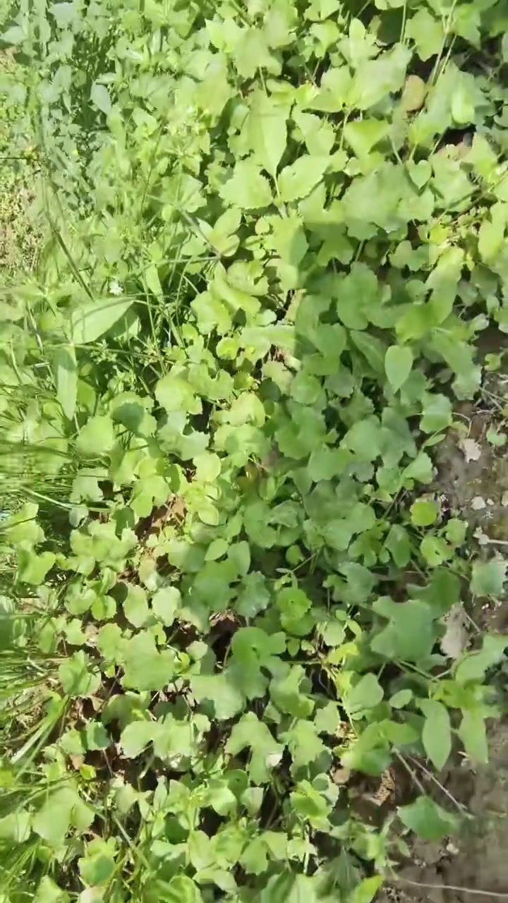 田基上的灯盏菜和枸杞菜长在一起
