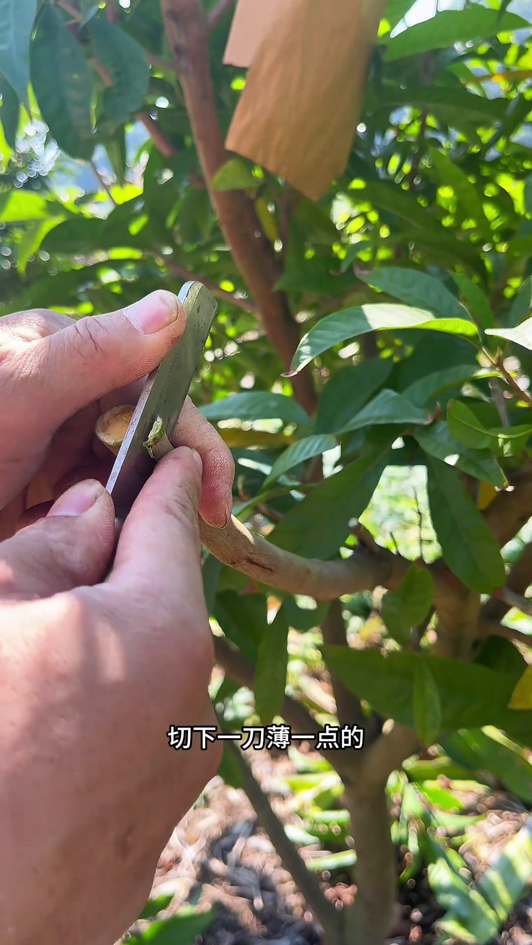 蛋黄果改接成榴莲味的罗斯果,可以提前结果了解特性