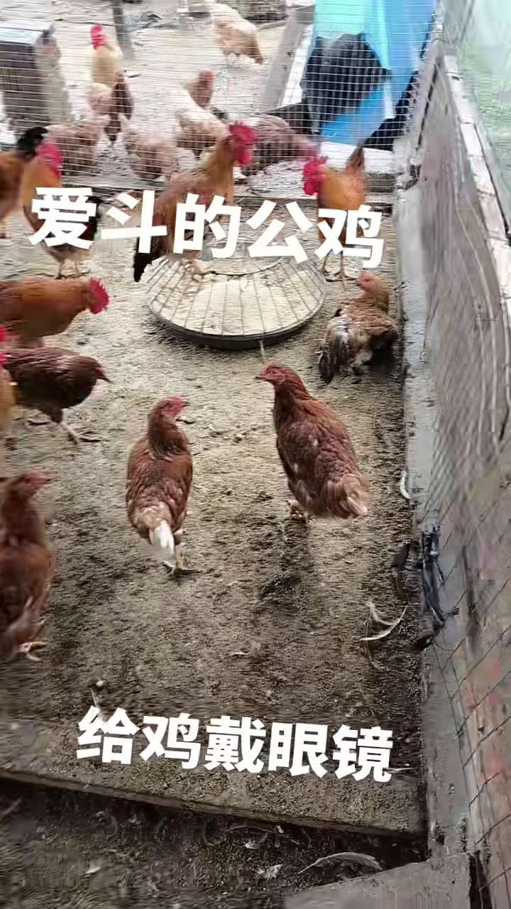 第一次帮爱斗的公鸡戴眼镜,看看它们戴眼镜后还斗不斗啦