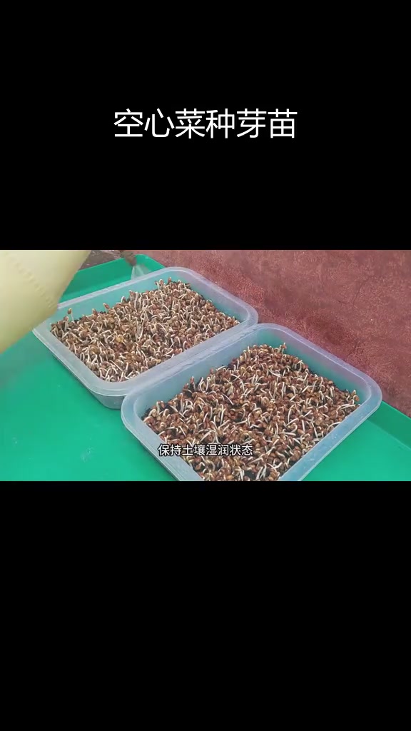 如何用空心菜种子培育芽苗菜