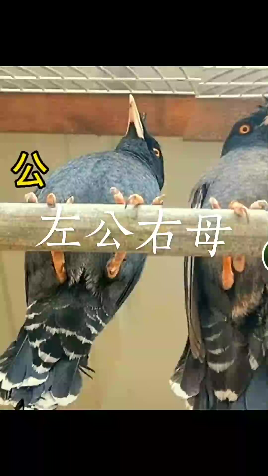 仔细看公母还是有区别的