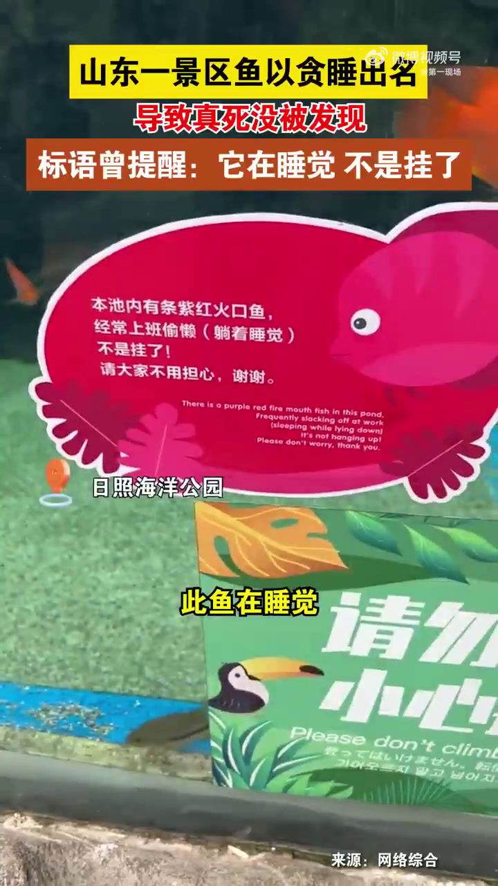 近日,一游客在日照海洋公园发现一条鱼死了,标语却提醒:紫红火口鱼经常上班偷懒(躺着睡觉)不