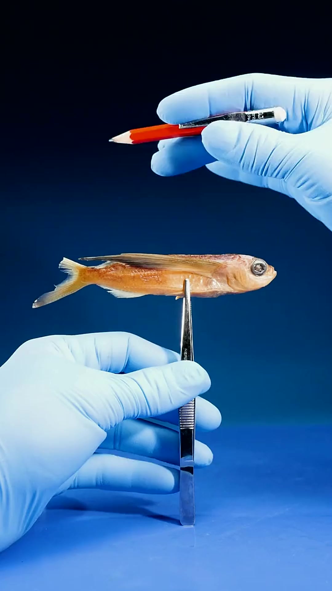 飞鱼,是怎么飞的?