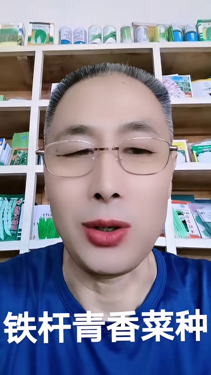 铁杆青香菜种叶色绿叶片中等大小茎杆实心耐热耐储存口感脆甜香味