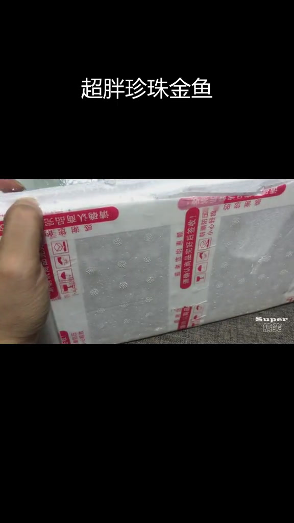 网购珍珠金鱼,肚子大得惊人