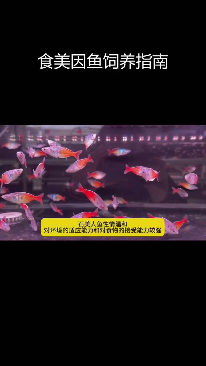 石美人鱼:温和热带观赏鱼的理想选择