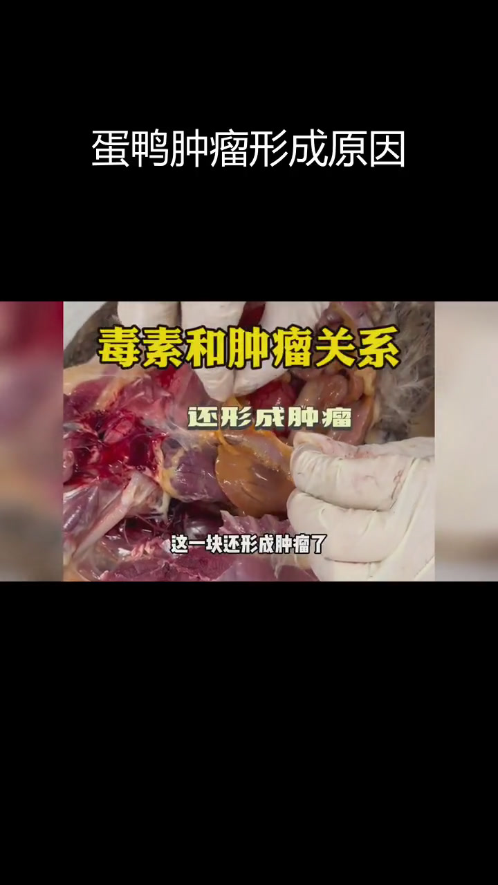 蛋鸭腹膜肿瘤的成因与危害