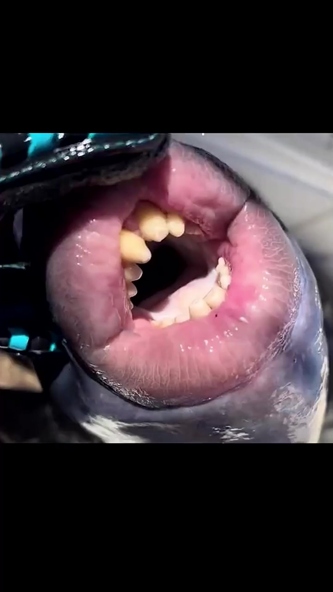 一条鱼的嘴怎么能这么性感?扳机鱼,一条攻击性很强的鱼扳机鱼