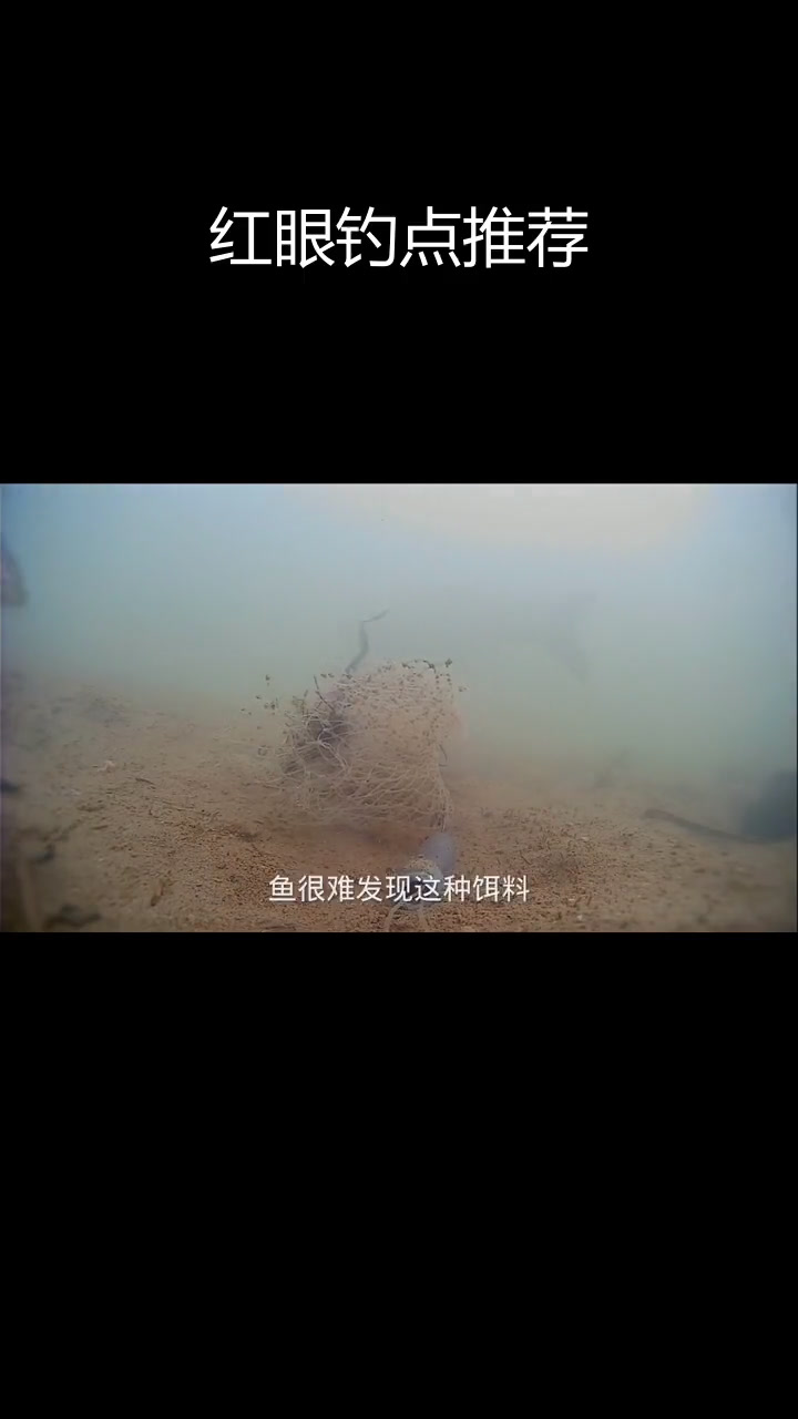 东江钓鱼新发现,红眼鱼密集分布