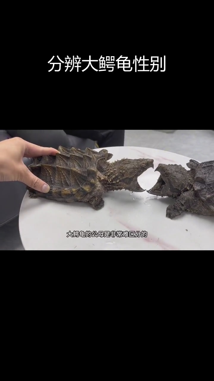 大鳄龟公母区分技巧,轻松掌握!