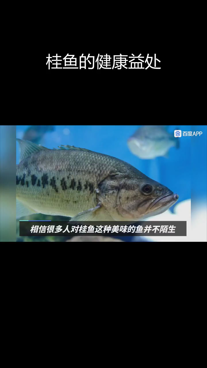 桂鱼的营养价值与功效