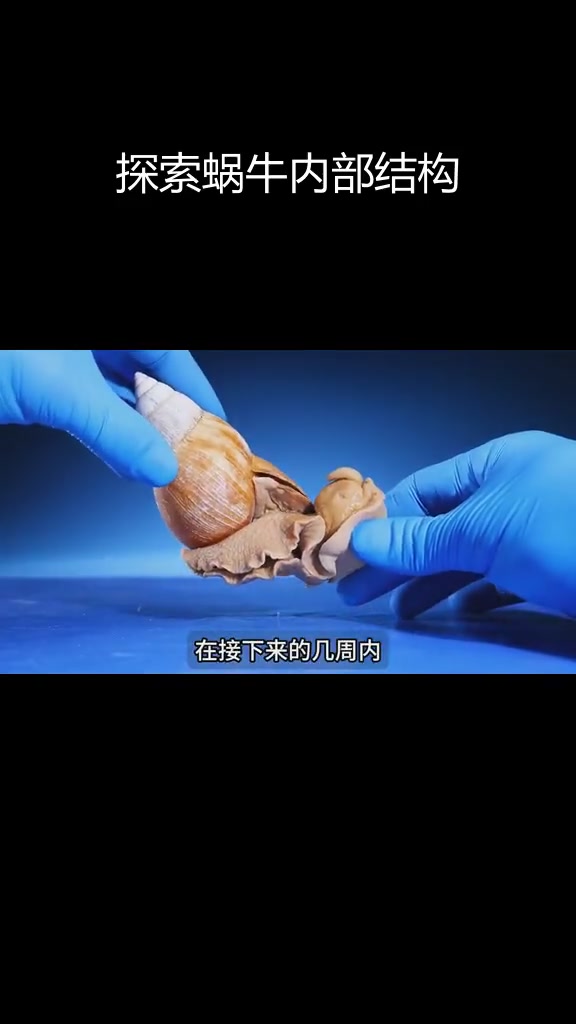蜗牛的奇妙世界:壳内构造与繁殖奥秘