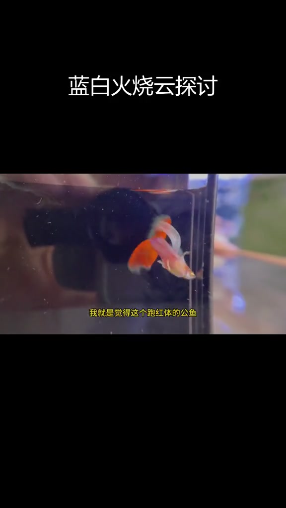 蓝白孔雀鱼跑红现象解析