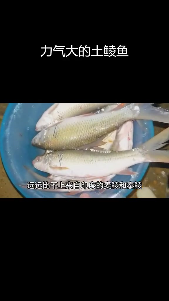 土鲮鱼:虽小却力大无穷
