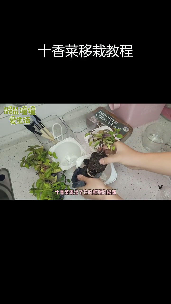 十香菜与百里香移栽,椰砖土壤种植