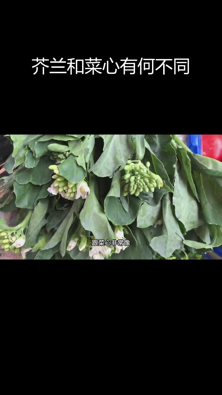 芥兰与菜心的区别解析