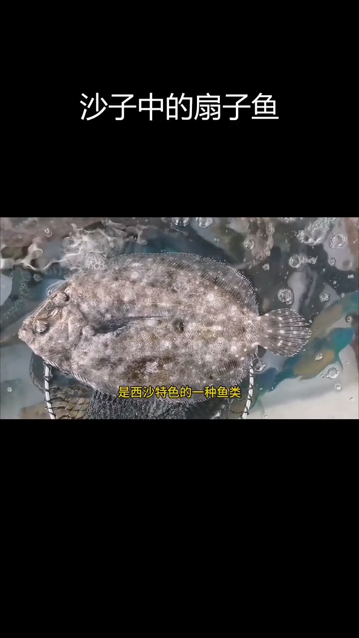 西沙群岛的隐形鱼:凹稳平