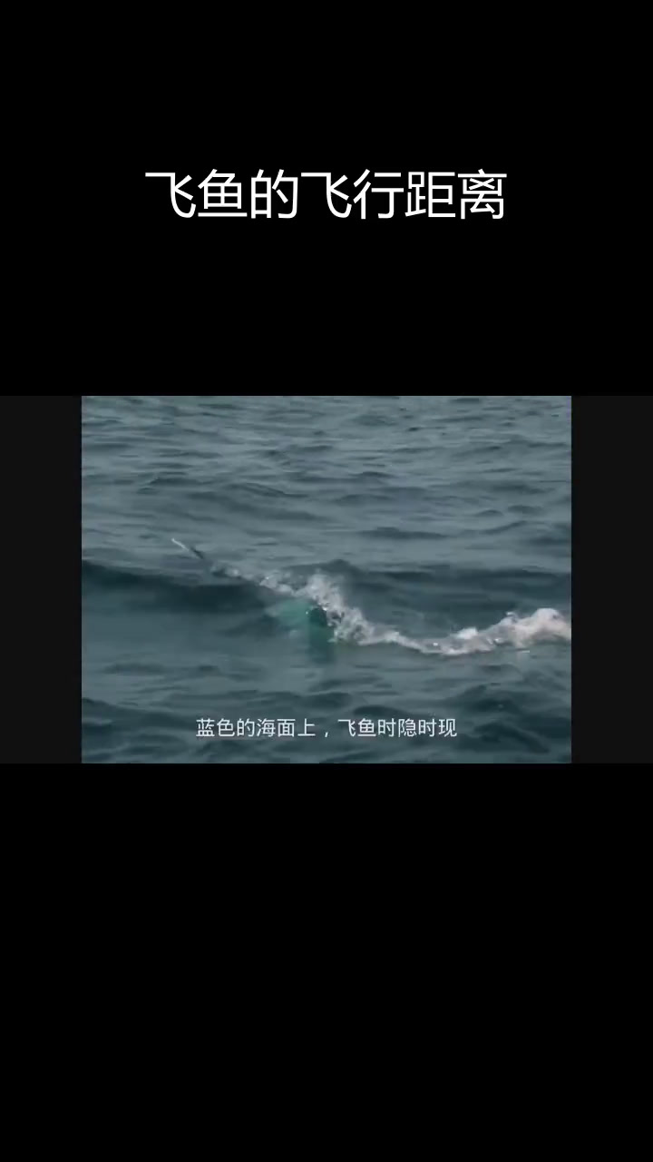 飞鱼能滑翔多远