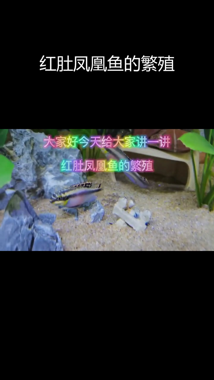 红肚凤凰鱼繁殖过程揭秘