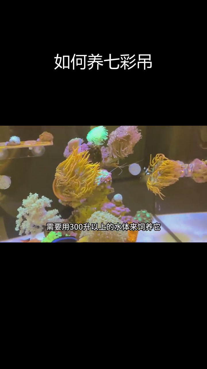 深海中的美丽刺客:七彩吊鱼饲养指南