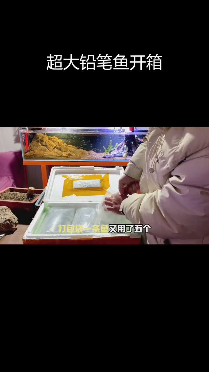 三条巨型铅笔鱼开箱,跳缸惊险瞬间