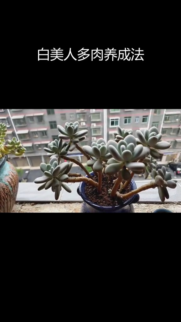 白美人多肉养护技巧:如何打造矮圆肥状态