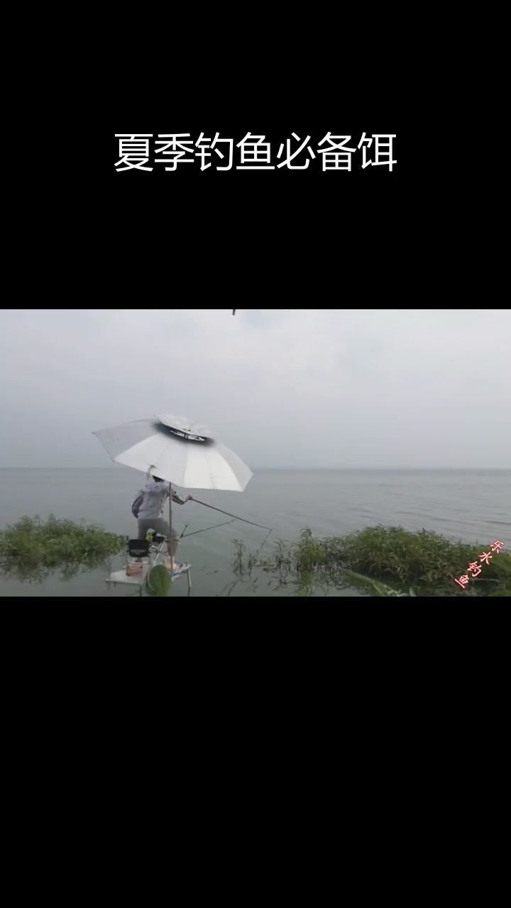 夏季钓鳊鱼最佳饵料,轻松连竿大收获