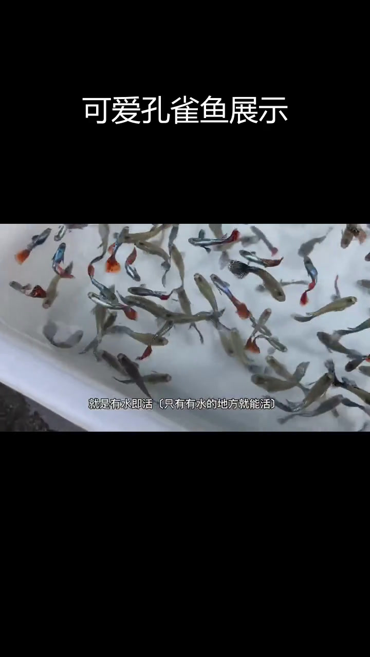 新到斗鱼与孔雀鱼,品种多样超美丽