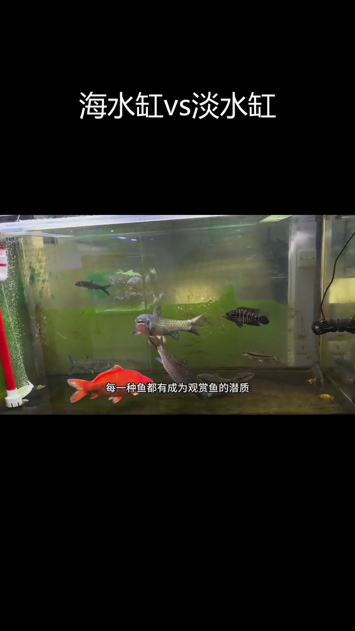 海水缸与淡水缸的差异解析