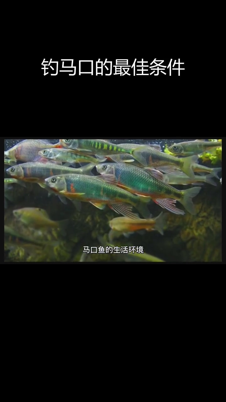 马口鱼的生活习性与钓鱼技巧