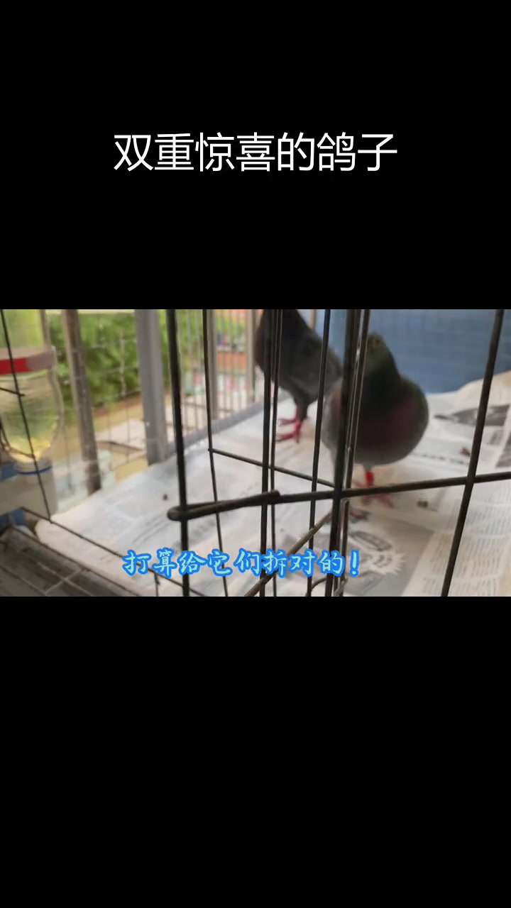 蓝鱼鳞幼鸽与深雨点配对,惊喜连连!