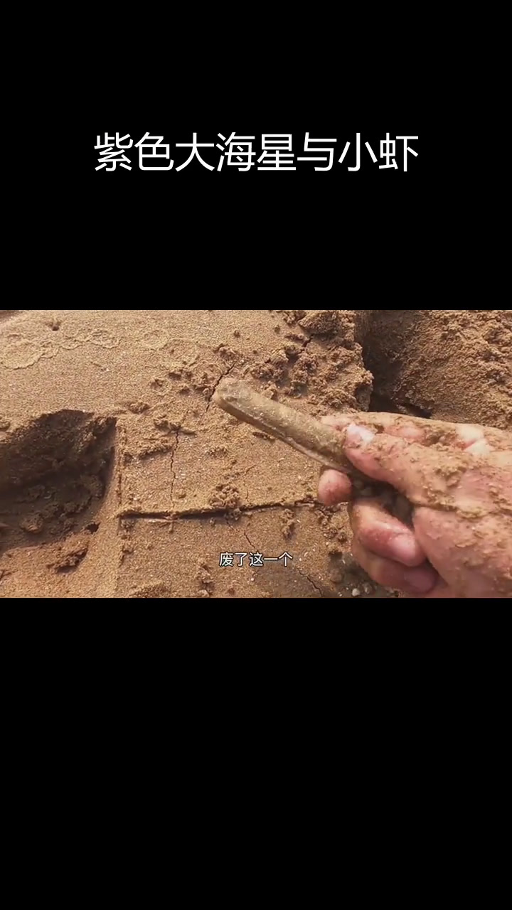 大庆海滩发现超大紫色海星与迷你七彩虾